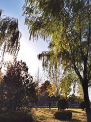 walk in the park