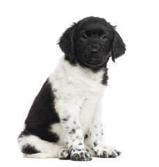 Stabyhoun puppy sitting, looking at the camera