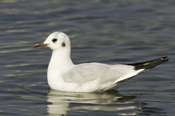 Black-headed Gull on water /  Chroicocephalus ridibundus