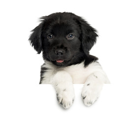 Close-up of a Stabyhoun puppy, leaning on a white board