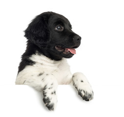 Close-up of a Stabyhoun puppy panting, leaning on a white board © Eric Isselée