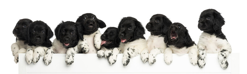 Pack of Stabyhoun puppies leaning on a white board