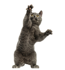 Front view of a Chartreux kitten on hind legs, pawing up