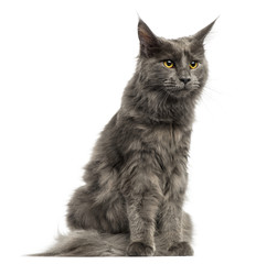 Maine Coon kitten sitting, 6 months old, isolated on white