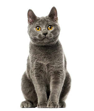 Front view of a Chartreux kitten sitting, 6 months old