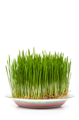 grass