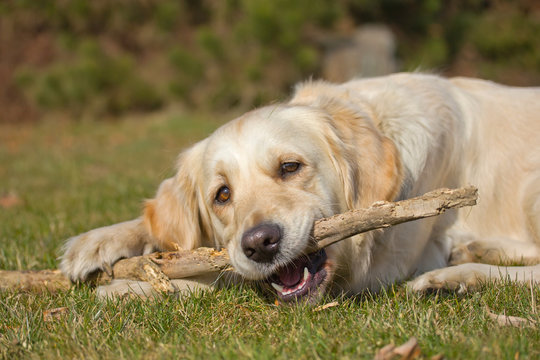 Golden Retriever Is Biting A Stick