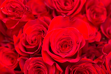 beautiful rose on nature