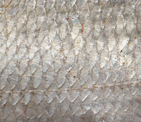 background of fish scales. macro