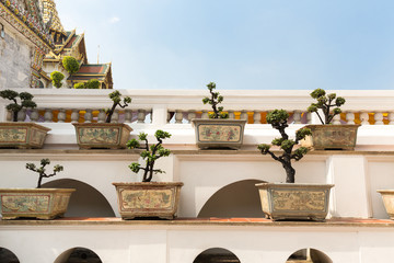 Decorative trees in pots. Wat Po Temple, Thailand