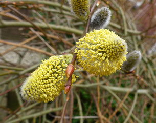 catkin