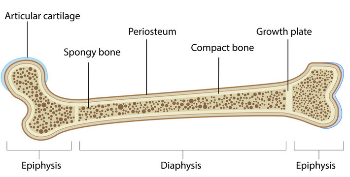 Periosteum Images – Browse 1,443 Stock Photos, Vectors, and ...