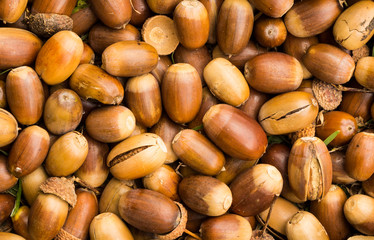 Brown Acorn Nuts