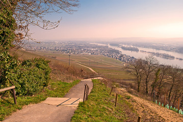 Der Rheinsteig in den Weinbergen über Rüdeheim am Rhein