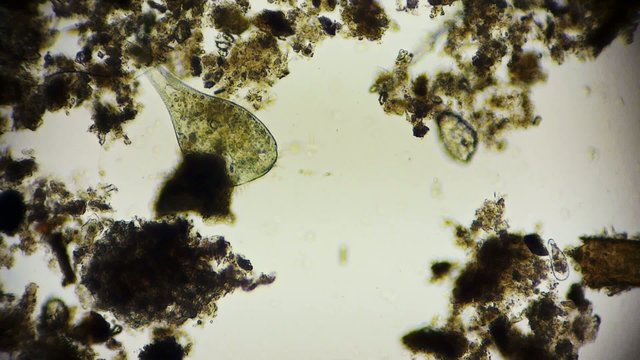 Mikroorganismus unter dem Mikroskop
