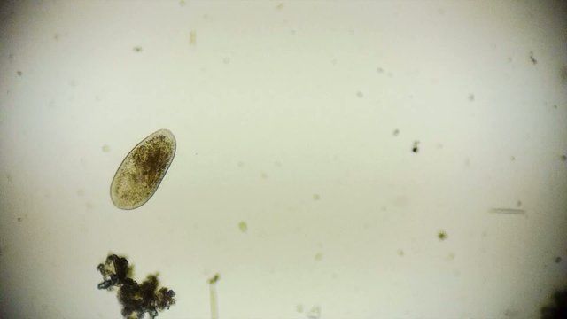 Einzeller - Mikroorganismus unter dem Mikroskop