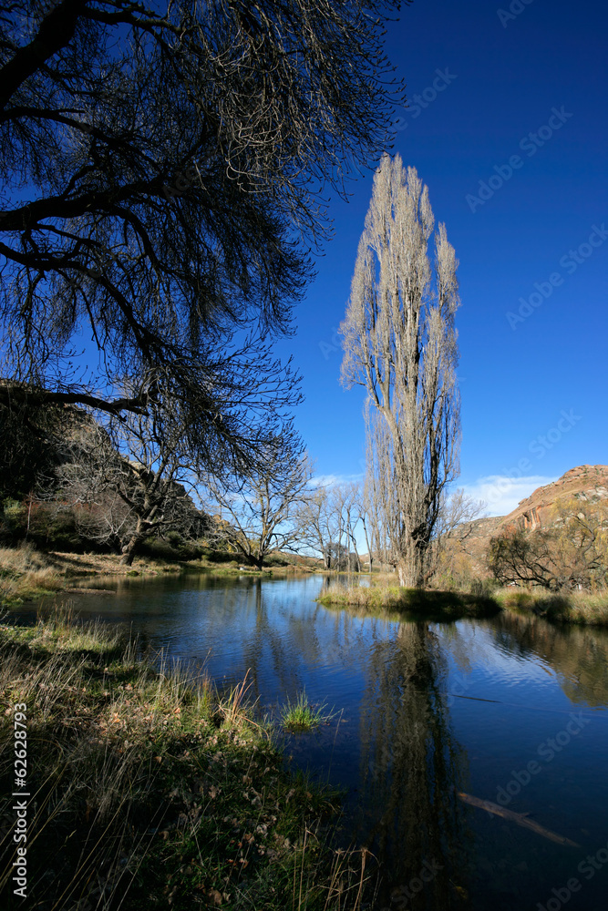 Poster Pond and trees during winter