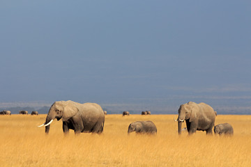 Obraz premium African elephants in grassland, Amboseli National Park