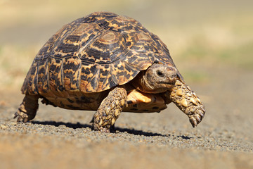 Leopard or mountain tortoise