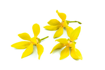 Ylang-Ylang Flower, perfume flower
