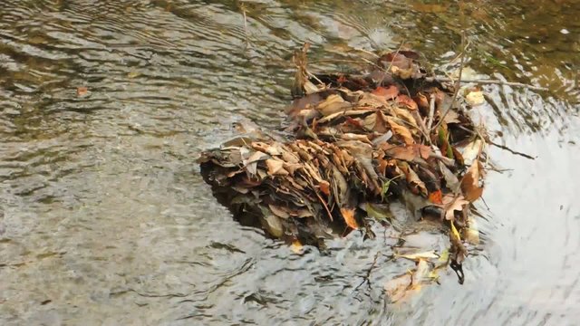 water stream with autumn leafs