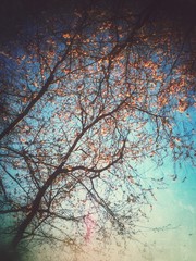 Frühling Kirschbaum Blüte