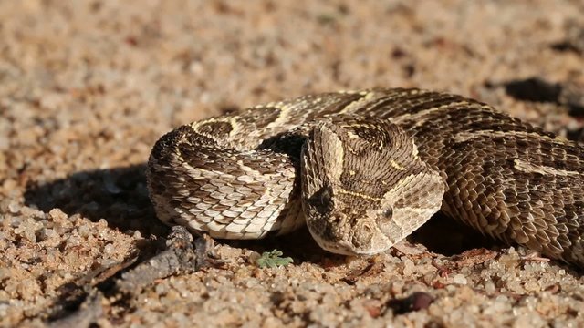 Portrait of defensive puff adder with flicking tongue