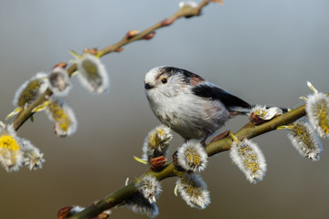 Long tailed Tit perched on a twig in springtime