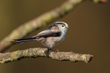 Long tailed Tit perched on a twig in springtime