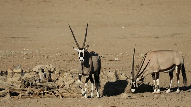 Gemsbok antelopes (Oryx gazella), Kalahari desert