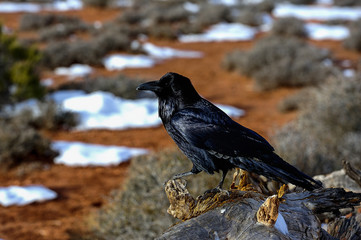 raven, island in the sky, ut