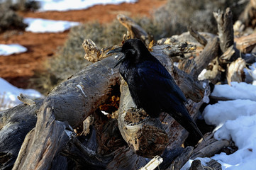 raven, island in the sky, ut