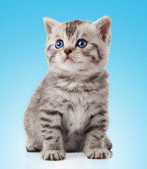 Fototapeta premium kitten on a blue background