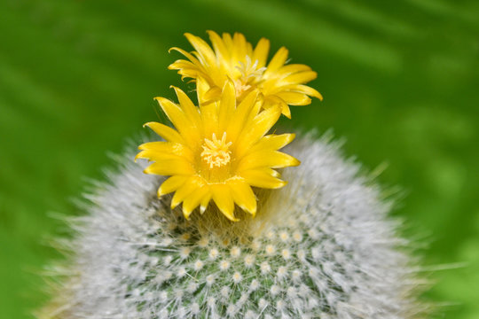 Kaktus mit gelben Bl&uuml;ten