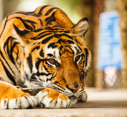 tiger