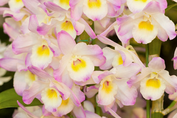 デンドロビューム