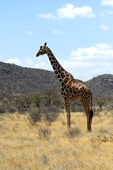 Giraffe