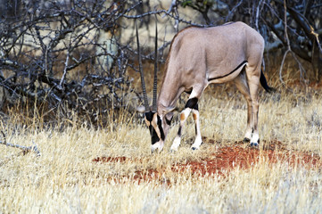 Oryx gazella