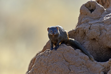 Mongoose