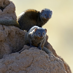 Mongoose