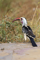 Red-billed Hornbill