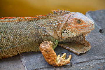 Iguana