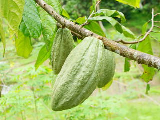 Cacao bean