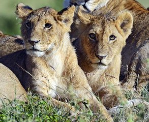 Masai Mara