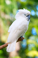 Cockatoo