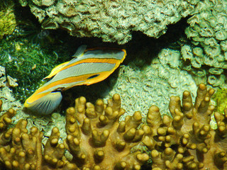 poisson exotique