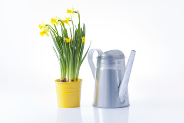 watering can and dadoffil flowers
