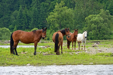Obraz premium Horse on a background of mountain