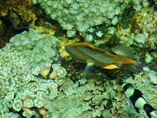 poisson exotique