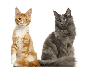 Maine Coon kittens sitting together, isolated on white